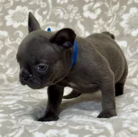 Brutus , a male French Bulldog for sale in Rockford, IL – 8 of 8