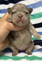 Giovanni , a male French Bulldog for sale in Rockford, IL – 5 of 7