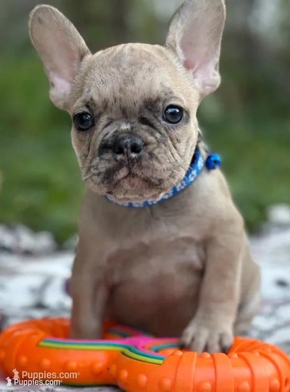 Giorgi – French Bulldog puppy for sale in Rockford, IL