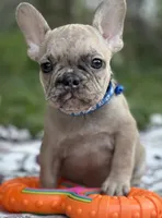 Giorgi, a male French Bulldog for sale in Rockford, IL – 2 of 3