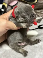 Bruno, a male French Bulldog for sale in Rockford, IL – 6 of 7