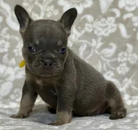 Little Neo, a male French Bulldog for sale in Rockford, IL – 6 of 6