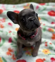WINTER, a female French Bulldog for sale in Rockford, IL – 2 of 4