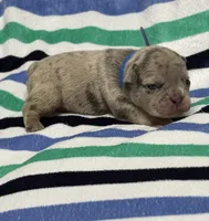 Giovanni , a male French Bulldog for sale in Rockford, IL – 3 of 7