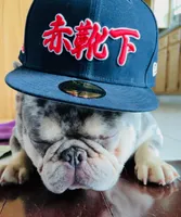 Wilbur , a male French Bulldog for sale in Rockford, IL – 4 of 4