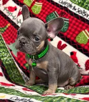 PEE WEE, a male French Bulldog for sale in Rockford, IL – 3 of 3