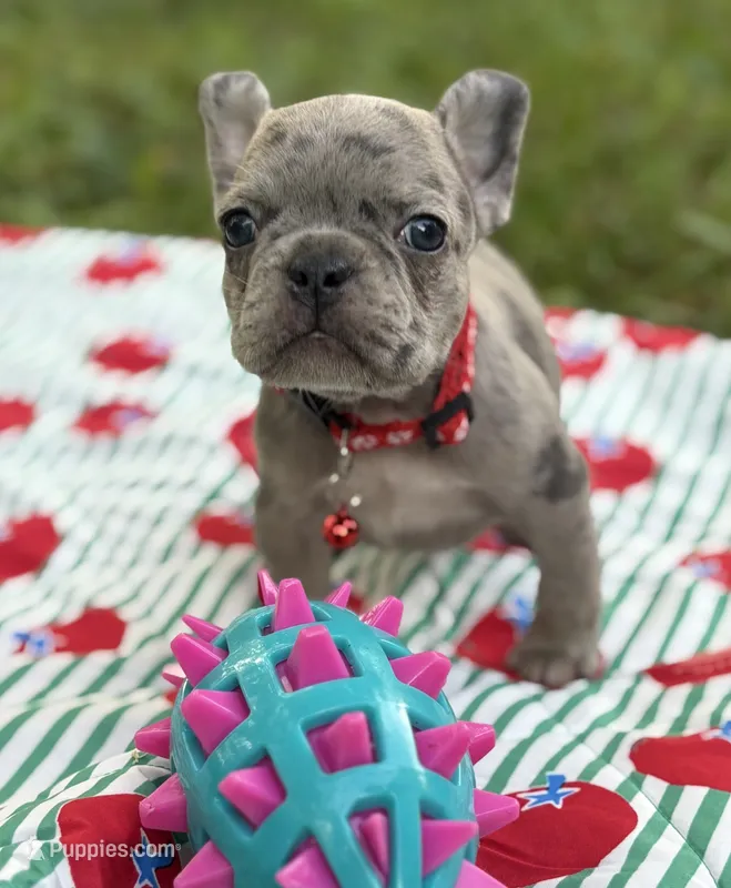 Giovanni  – French Bulldog puppy for sale in Rockford, IL