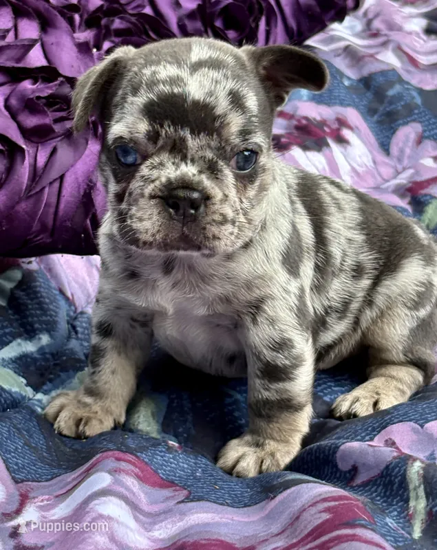 CHANEL – French Bulldog puppy for sale in Rockford, IL