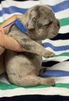 Giovanni , a male French Bulldog for sale in Rockford, IL – 6 of 7