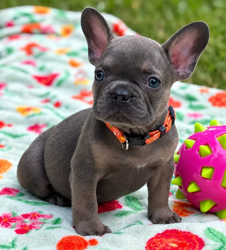 Sam I am  – French Bulldog puppy for sale in Rockford, IL