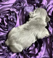 CHERRY, a female French Bulldog for sale in Rockford, IL – 2 of 8