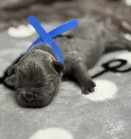 Brutus , a male French Bulldog for sale in Rockford, IL – 2 of 7