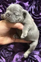 CHERRY, a female French Bulldog for sale in Rockford, IL – 5 of 8