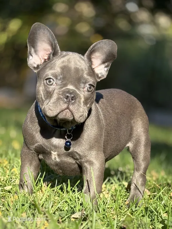 BRUTUS, a male French Bulldog for sale in Rockford, IL – 1 of 4