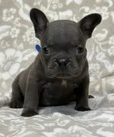 Brutus , a male French Bulldog for sale in Rockford, IL – 3 of 8