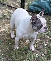 Chick Pea , a female French Bulldog for sale in Rockford, IL – 4 of 7