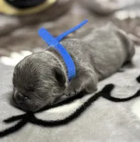 Brutus , a male French Bulldog for sale in Rockford, IL – 3 of 7