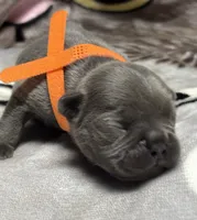 Little Neo, a male French Bulldog for sale in Rockford, IL – 3 of 7