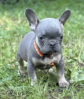 PEE WEE, a male French Bulldog for sale in Rockford, IL – 2 of 3