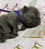 WILLOW, a female French Bulldog for sale in Rockford, IL – 10 of 10