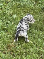 Mindy, a female English Bulldog for sale in Rockford, IL – 2 of 5