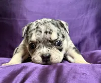 Mindy, a female English Bulldog for sale in Rockford, IL – 2 of 5