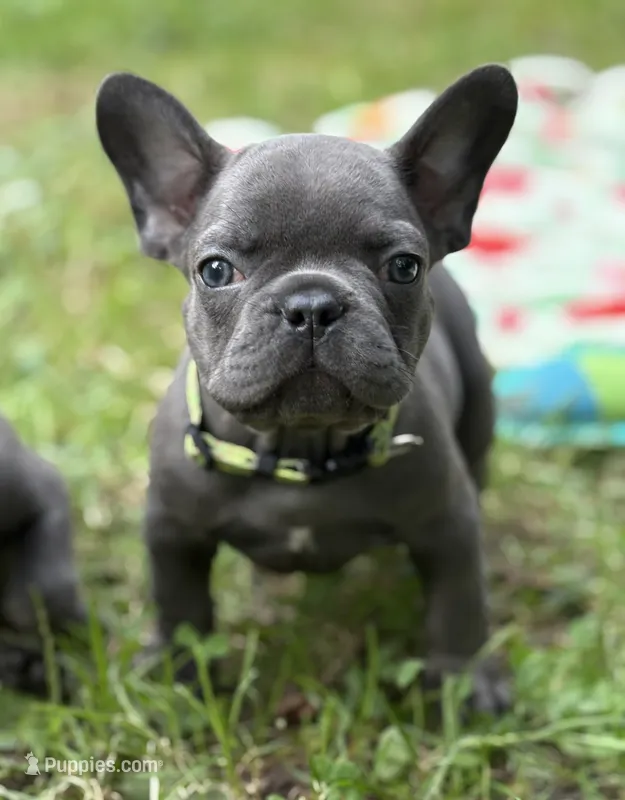 Brutus  – French Bulldog puppy for sale in Rockford, IL