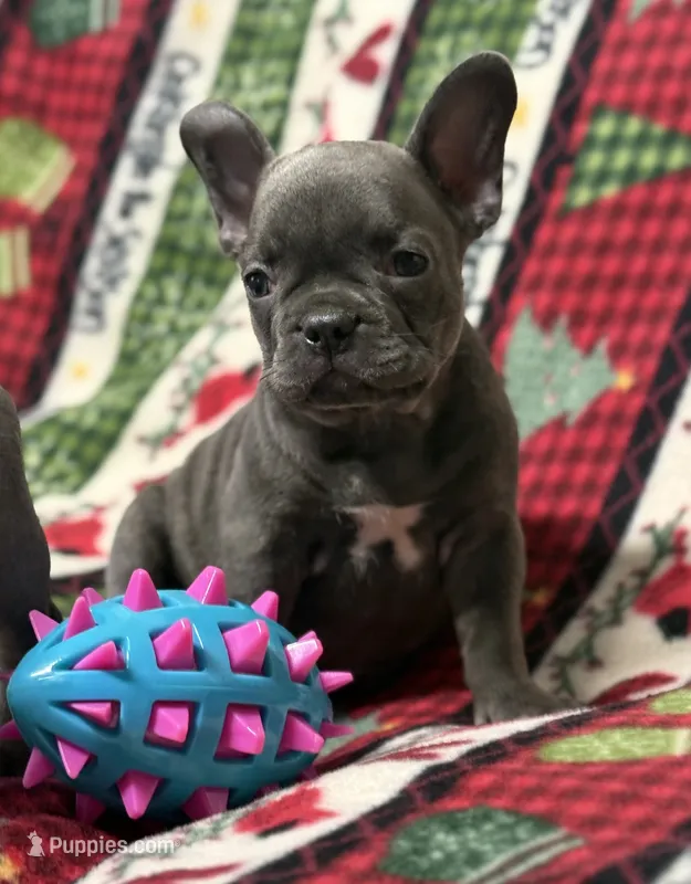 WILLOW – French Bulldog puppy for sale in Rockford, IL