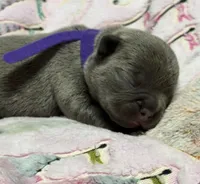 WILLOW, a female French Bulldog for sale in Rockford, IL – 6 of 10