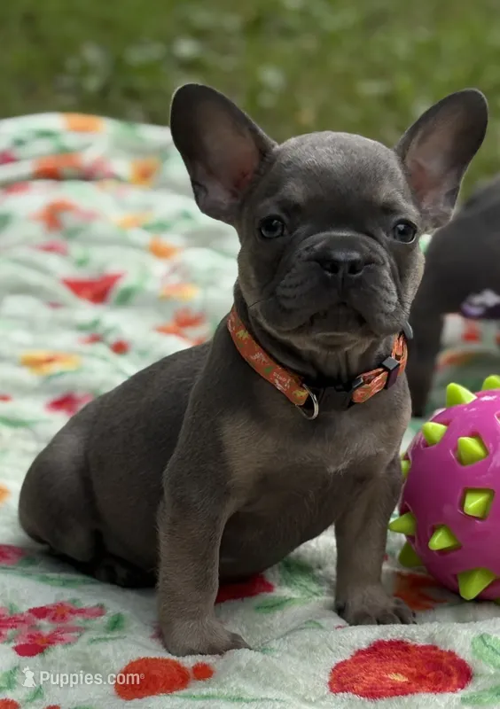 Sam I am  – French Bulldog puppy for sale in Rockford, IL