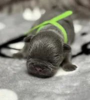 Little Frankie, a male French Bulldog for sale in Rockford, IL – 2 of 7