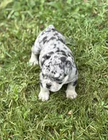 Mindy, a female English Bulldog for sale in Rockford, IL – 3 of 5