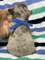 Giovanni , a male French Bulldog for sale in Rockford, IL – 7 of 7
