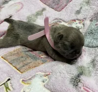 WINTER, a female French Bulldog for sale in Rockford, IL – 4 of 4