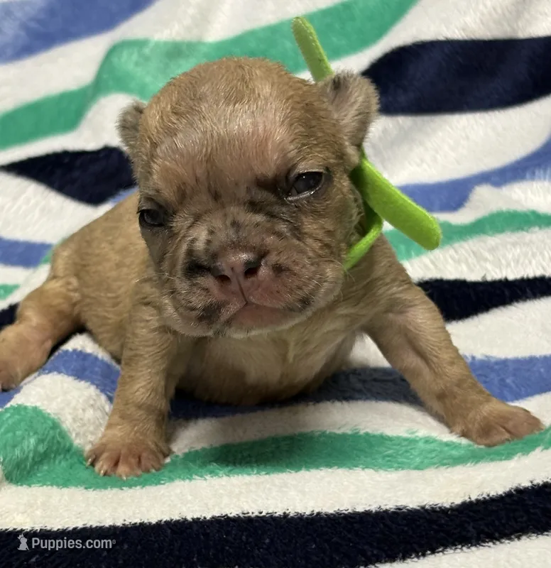 Giorgi – French Bulldog puppy for sale in Rockford, IL