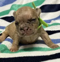 Giorgi, a male French Bulldog for sale in Rockford, IL – 1 of 2