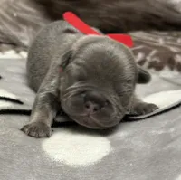 Bruno, a male French Bulldog for sale in Rockford, IL – 5 of 7