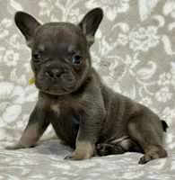 Little Neo, a male French Bulldog for sale in Rockford, IL – 5 of 6
