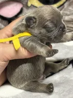 Sammy, a male French Bulldog for sale in Rockford, IL – 4 of 7