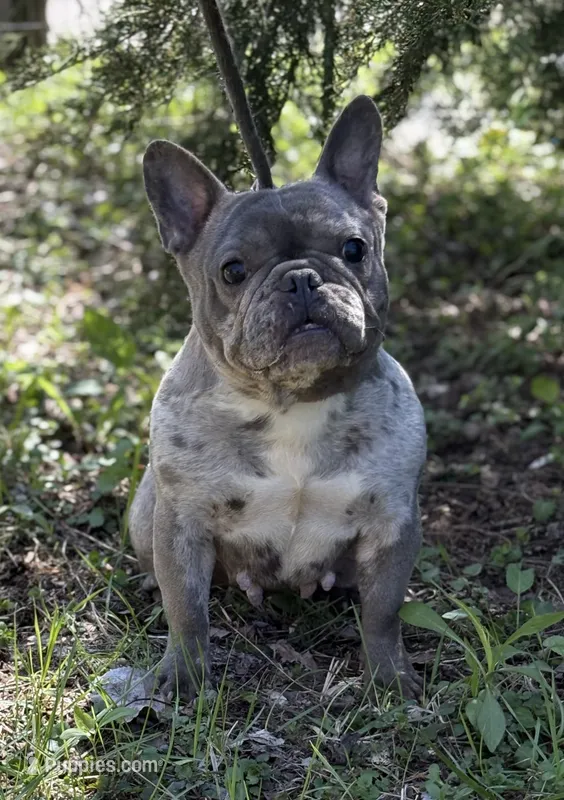 Misha  – French Bulldog puppy for sale in Rockford, IL