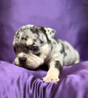 Mindy, a female English Bulldog for sale in Rockford, IL – 3 of 5