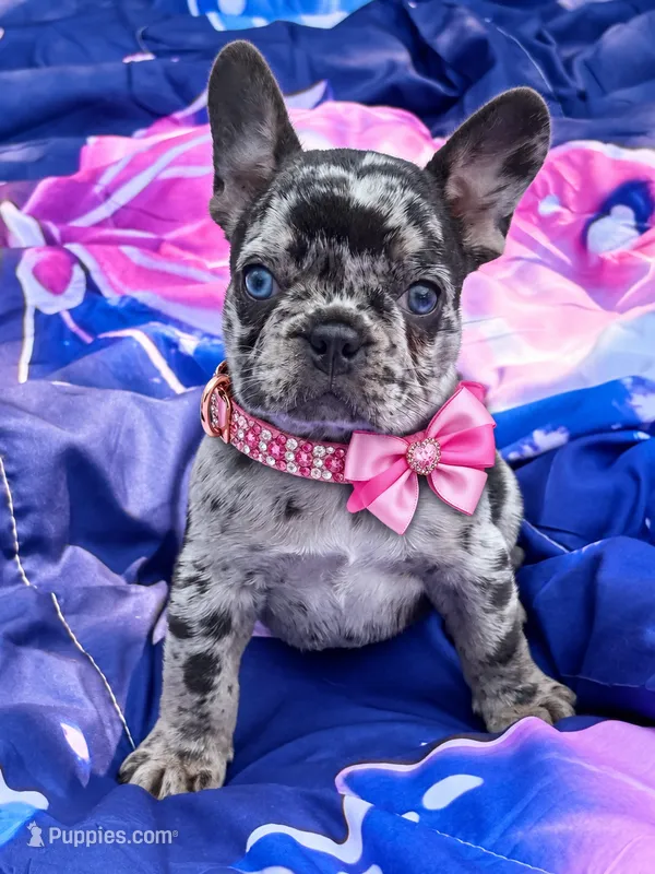 CHANEL – French Bulldog puppy for sale in Rockford, IL