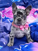 CHANEL, a female French Bulldog for sale in Rockford, IL – 1 of 4