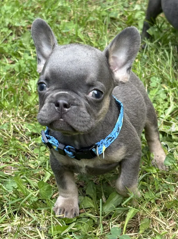 Little Pee Wee – French Bulldog puppy for sale in Rockford, IL