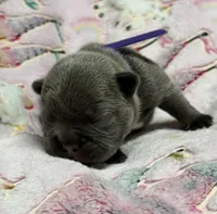 WILLOW, a female French Bulldog for sale in Rockford, IL – 4 of 10