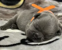 Little Neo, a male French Bulldog for sale in Rockford, IL – 2 of 7