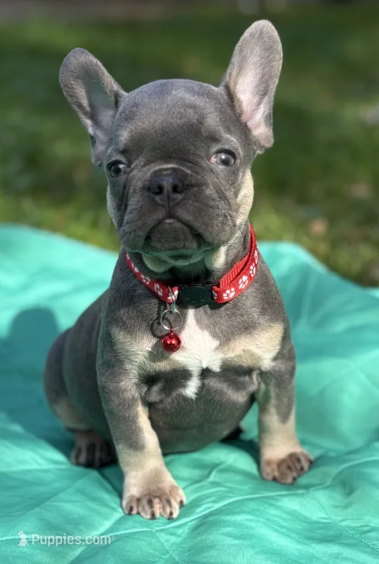 PEE WEE – French Bulldog puppy for sale in Rockford, IL