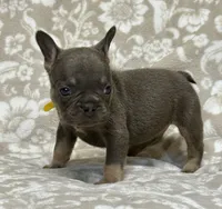 Little Neo, a male French Bulldog for sale in Rockford, IL – 2 of 6