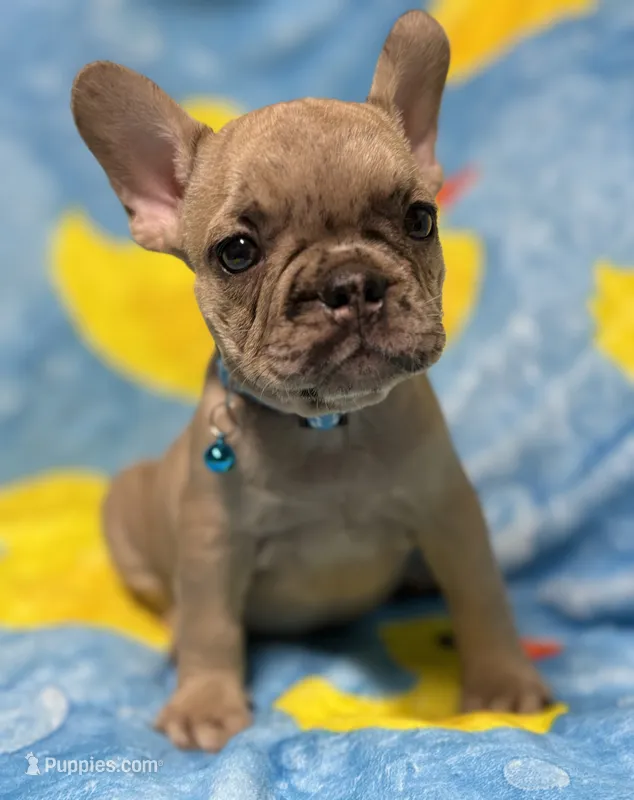 Giorgi – French Bulldog puppy for sale in Rockford, IL