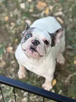Chick Pea , a female French Bulldog for sale in Rockford, IL – 5 of 7